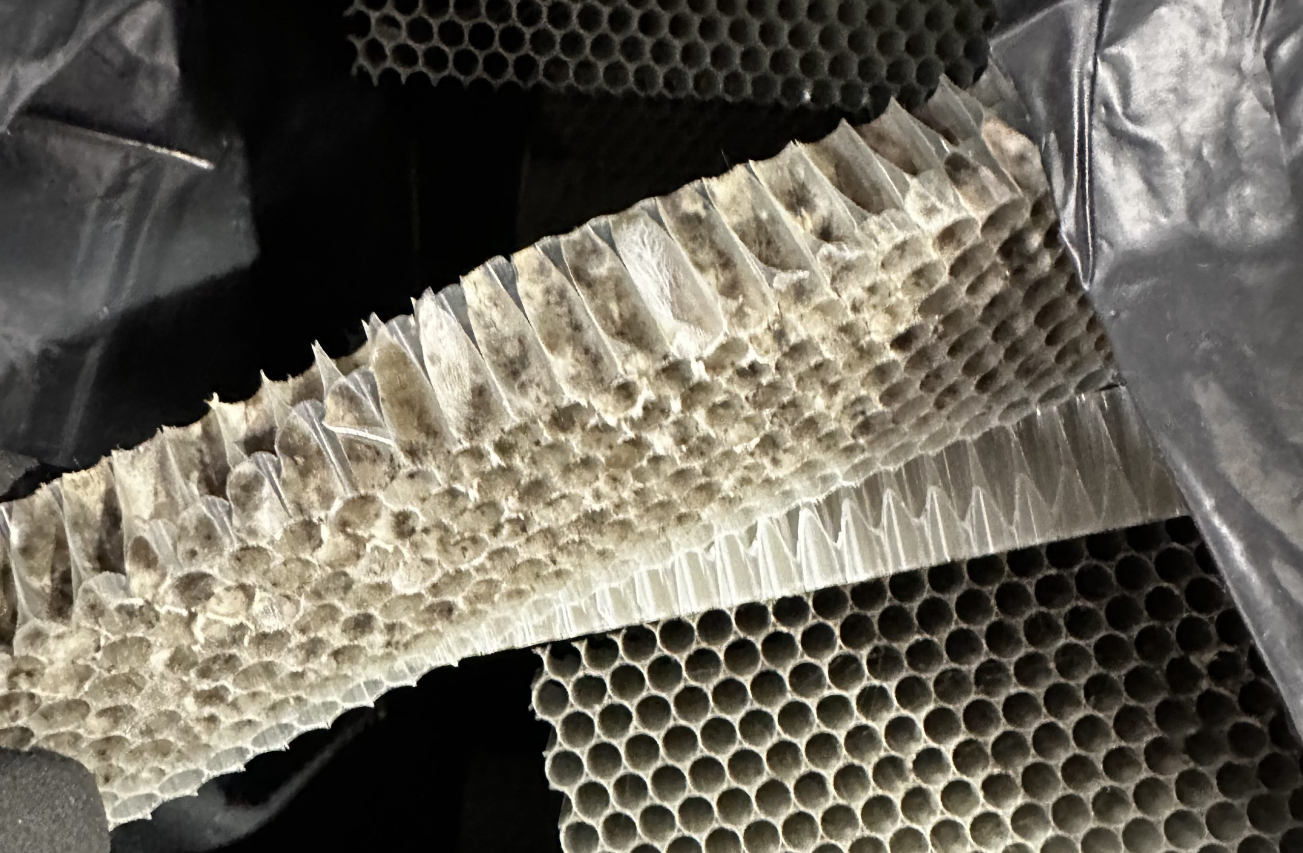 Schimmel der sich durch die Waben verbreitet, bis man ihn wie auf den ersten 2 Bilder sieht