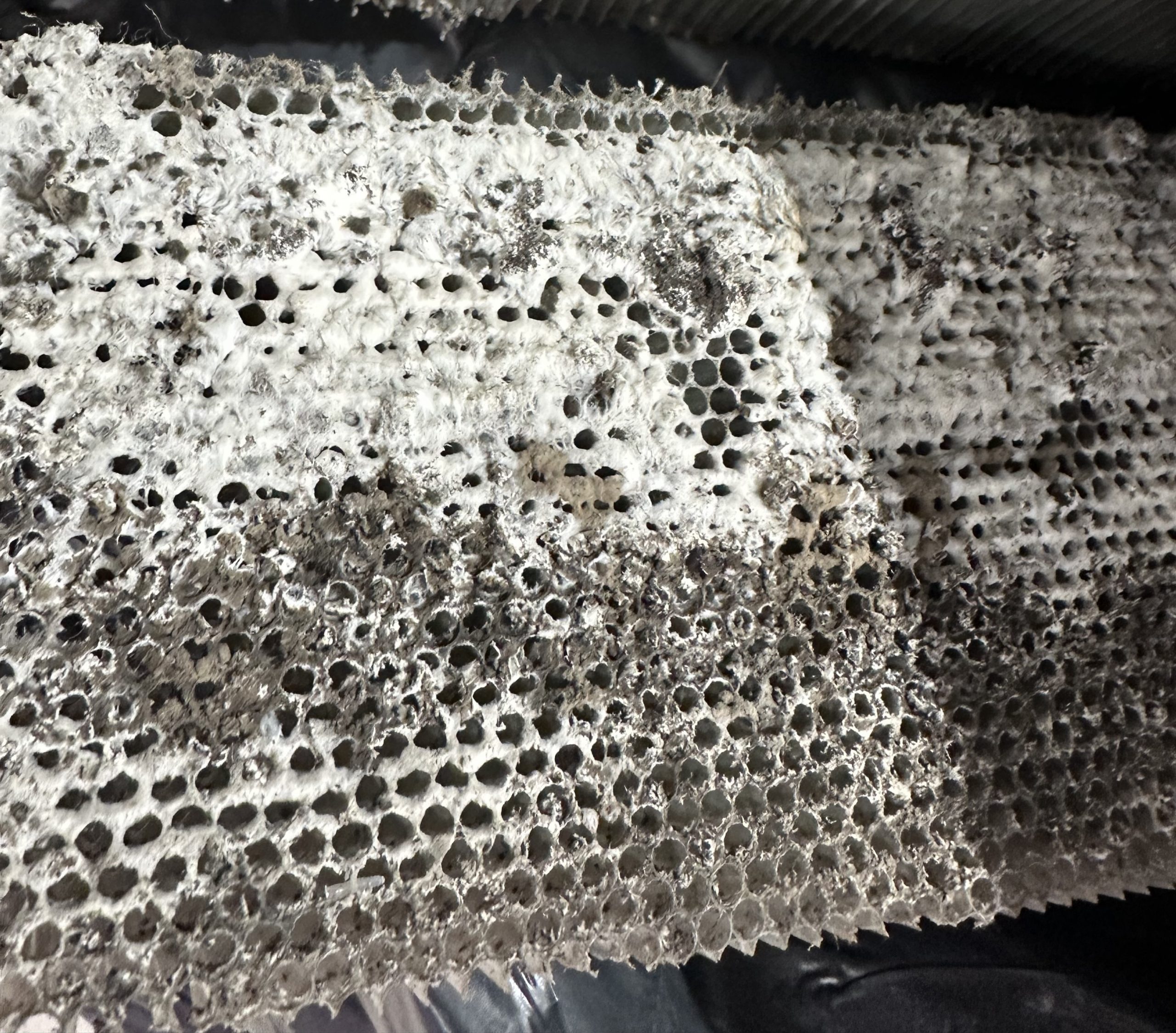 Schimmel im Molkereiproduktbereich